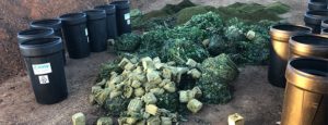 cannabis waste