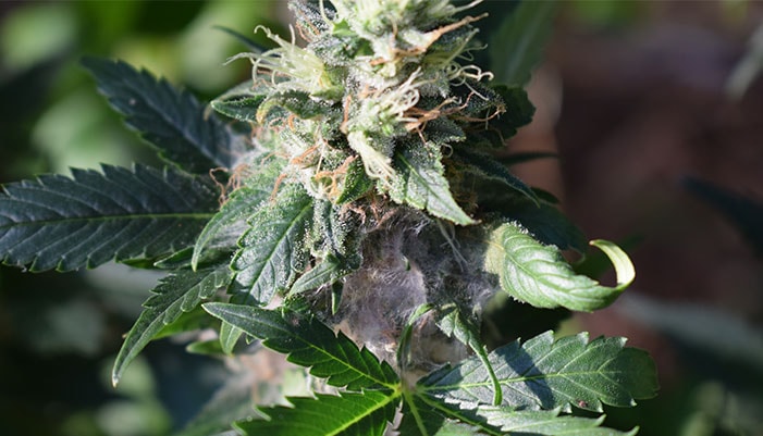 cannabis plant problems and solutions